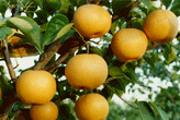 果樹(shù)測(cè)土配方平衡施肥及注意事項(xiàng)